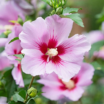 Rose of Sharon Seeds - Pink