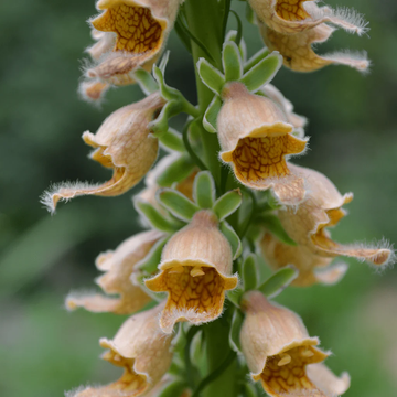 Foxglove Seeds – Rusty