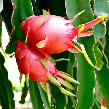 Red Dragon Seeds