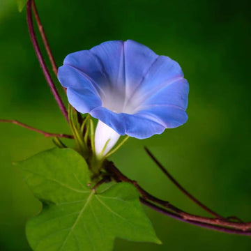 Morning Glory Seeds – Blue