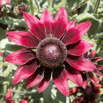 Rudbeckia Seeds – Cherry Brandy