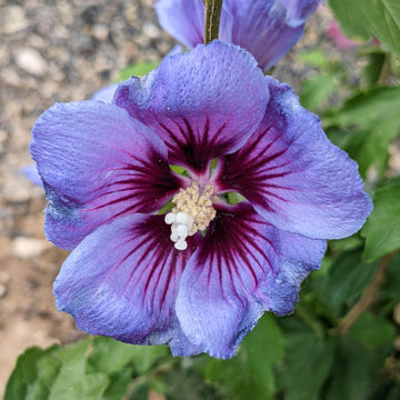 Hibiscus Seeds – Syriacus