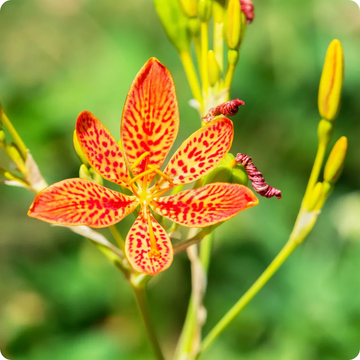 Belamcanda Seeds – Chinensis