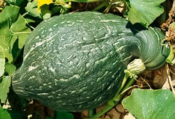 Squash Seeds – Hubbard