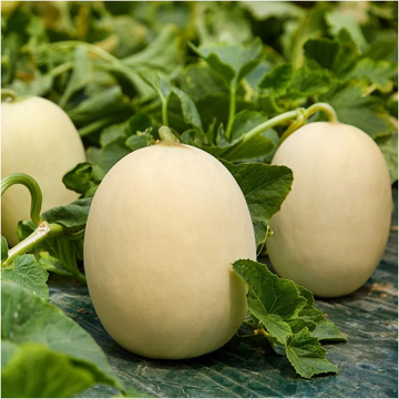 Melon Seeds – Sweet