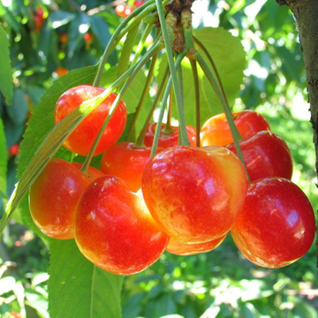 Cherry Seeds – Rainier