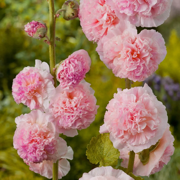 Hollyhock Seeds – Bride's Bouquet Double
