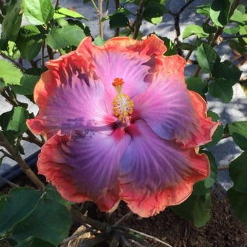 Hibiscus  Seeds – Orange Blue