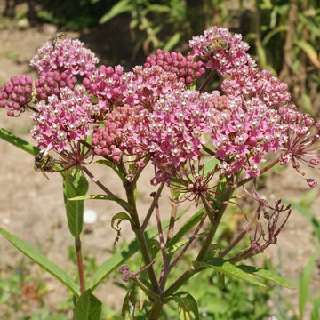 Asclepias Seeds – Incarnata