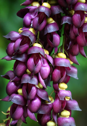 Mucuna Sempervirens Seeds – Vigorous Climbing Vine