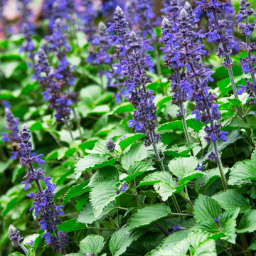 Salvia Seeds – Blue