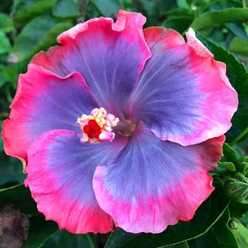 Hibiscus Seeds – Rare Blue Pink