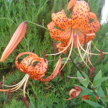 Lily Seeds – Orange Turk’s Cap