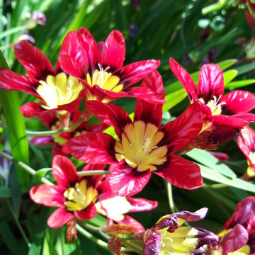 Harlequin Flower Seeds – Red
