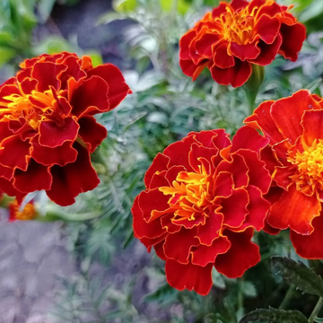 Marigold Seeds – French