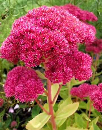 Sedum Seeds – Emperor’s Wave