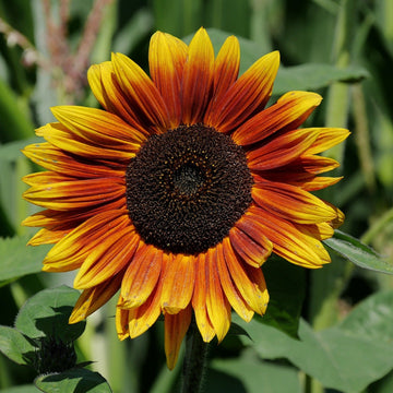 Indian Blanket Seeds – Sunflower