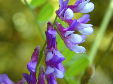 Hairy Vetch Seeds