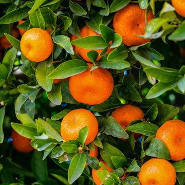 Tangerine Seeds