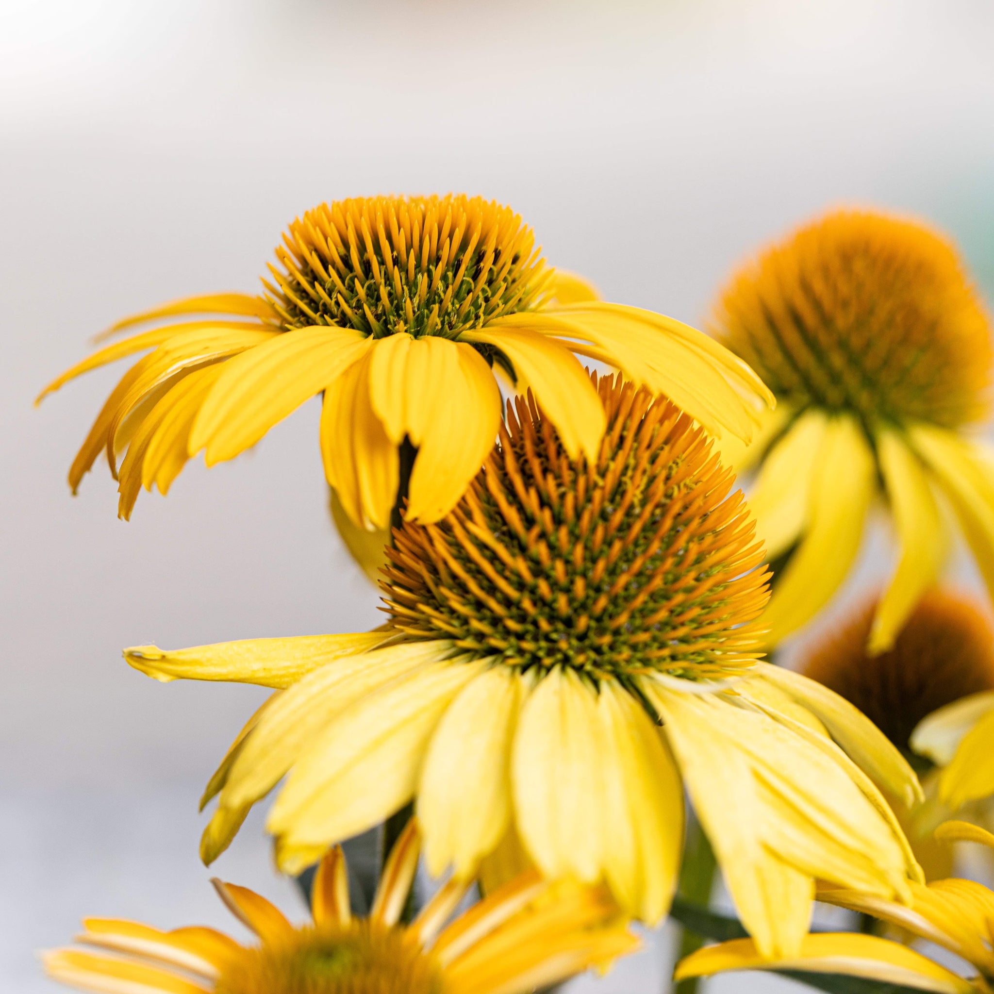 Echinacea Seeds – Meteor Yellow