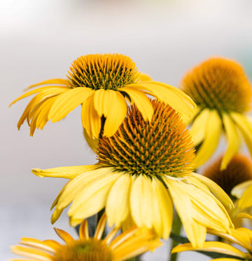 Echinacea Seeds – Meteor Yellow