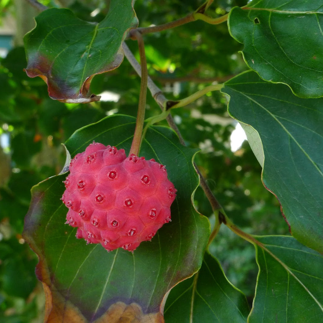 Dogwood Seeds – Kousa