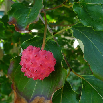 Dogwood Seeds – Kousa