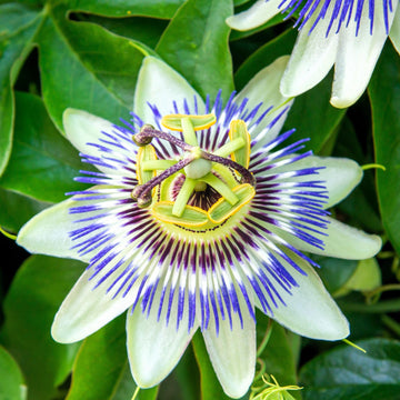 Blue Passion Seeds - Hardy Perennial, Heirloom & GMO