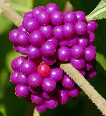 American Beautyberry Seeds