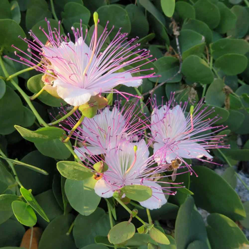 Capparis Spinosa Seeds – Perennial Hardy
