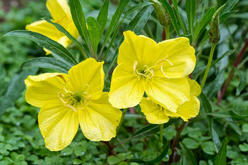 Evening Primrose Seeds – Missouri