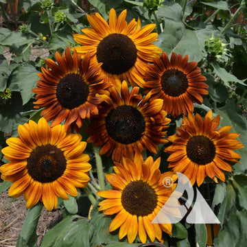 Sunflower Seeds – Earth Walker