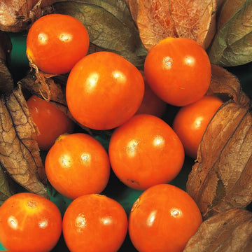 Gooseberry Seeds – Cape