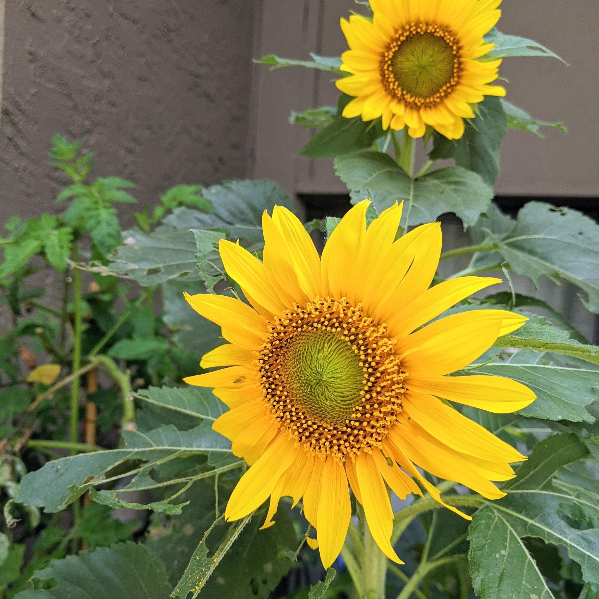 Sunflower Seeds - Sunspot