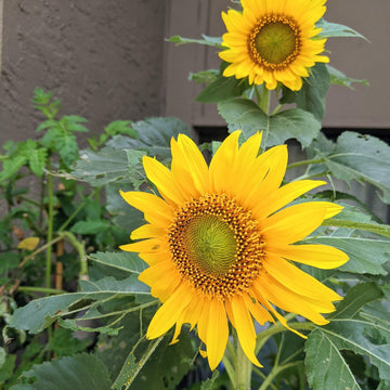 Sunflower Seeds - Sunspot