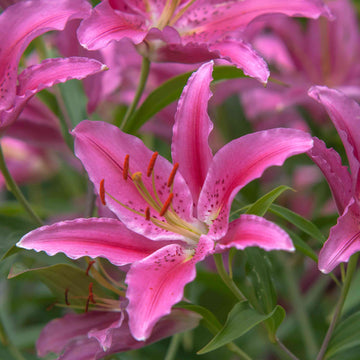 Easter Lily Vine Seeds