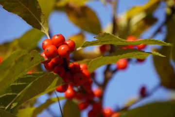 Spicebush Seeds