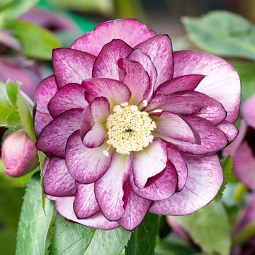 Lenten Rose Seeds – Perennial Shade Tolerant