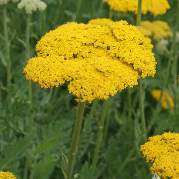 Yarrow Seeds – Yellow