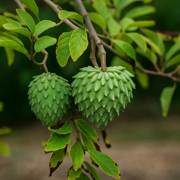 Atemoya Seeds
