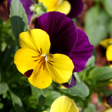 Viola Seeds - Tricolor