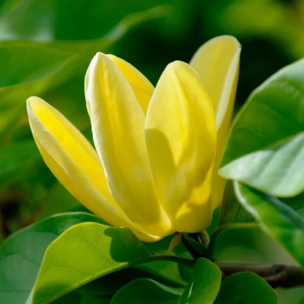 Magnolia Seeds – Butterfly