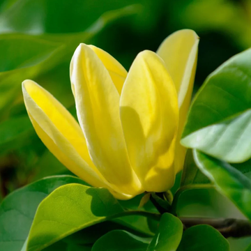 Magnolia Seeds – Butterfly