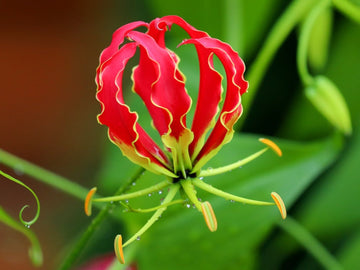 Gloriosa Superba Seeds – Flame Lily