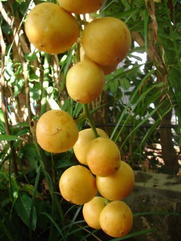 Baccaurea Ramiflora Seeds