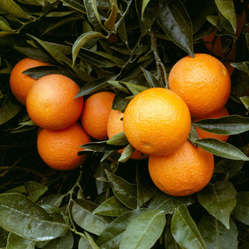 Orange Seeds - Seedless