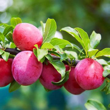 Plum Seeds - American Wild