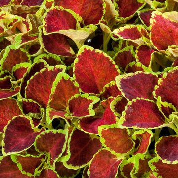 Coleus Seeds – Fairway Ruby