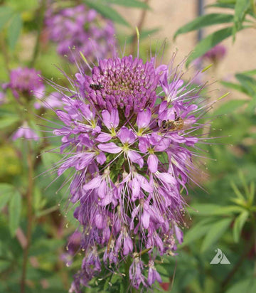 Cleome Seeds – Serrulata