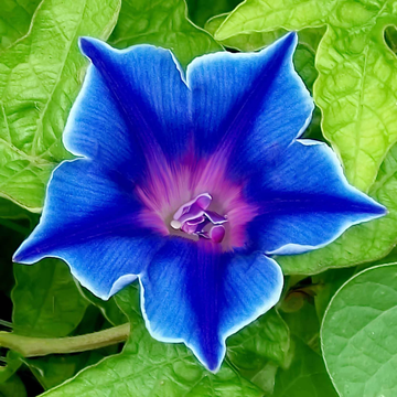 Morning Glory Seeds – Blue Picotee Climbing Vine